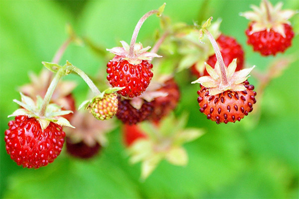Ist es möglich, Tieren Erdbeeren zu geben?
