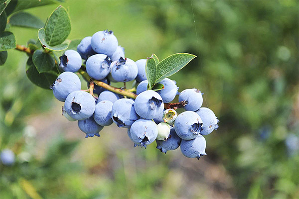 Useful properties of blueberries