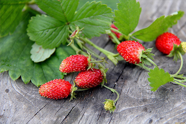 Nyttige egenskaber ved vilde jordbær