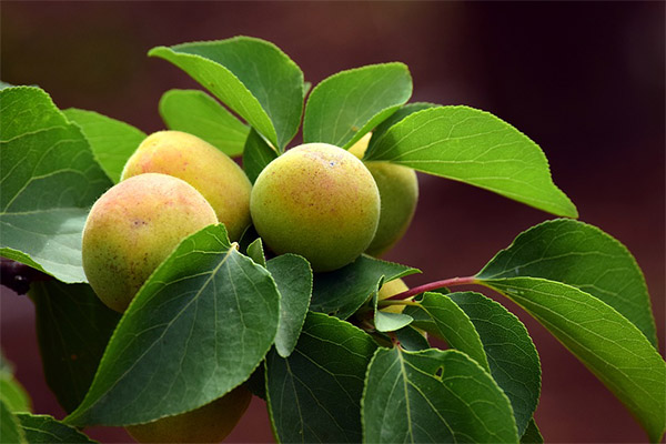 The benefits and uses of apricot leaves