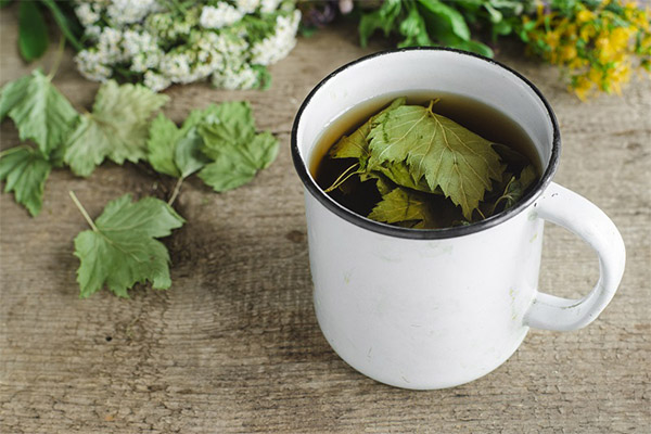 Manfaat dan bahaya teh daun currant