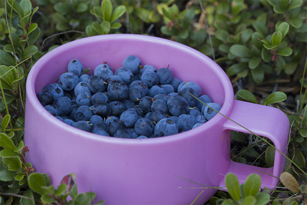 Fördelarna och skadorna av blåbär