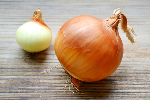 Korzyści i szkody dla cebuli