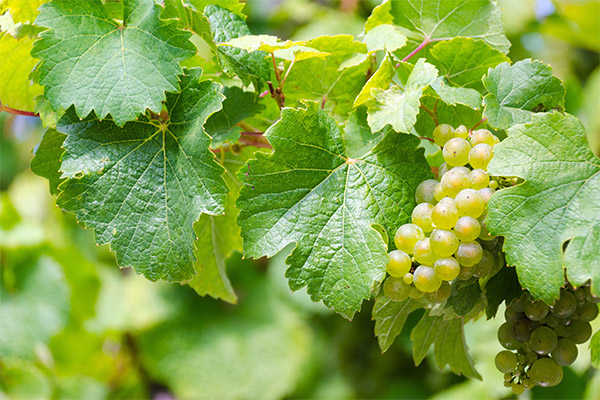 The benefits of grape leaves