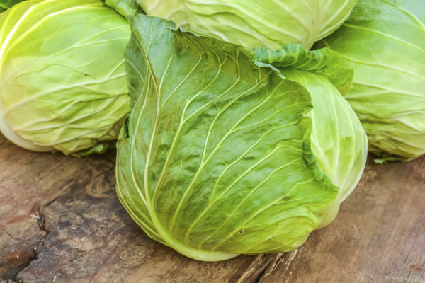 White cabbage in medicine