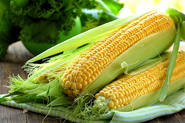 Interessante Fakten über Mais