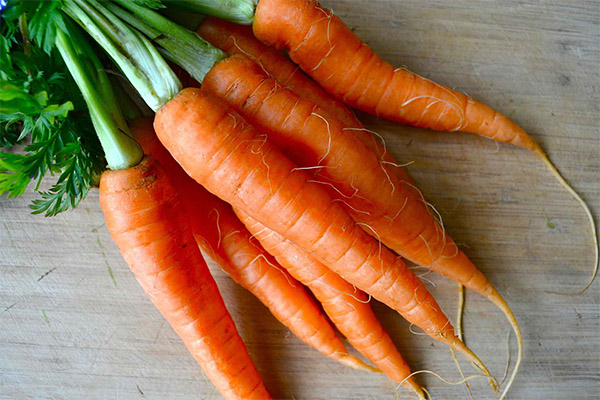 Faits intéressants sur les carottes