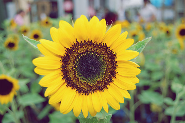 Fakta menarik mengenai bunga matahari