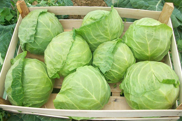 How to choose and store cabbage