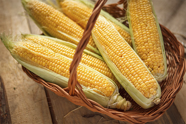 Како одабрати и чувати кукуруз