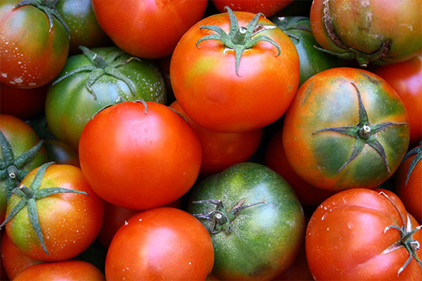 Kuinka valita ja varastoida tomaatteja