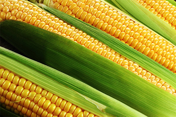 Kukorica a kozmetológiában