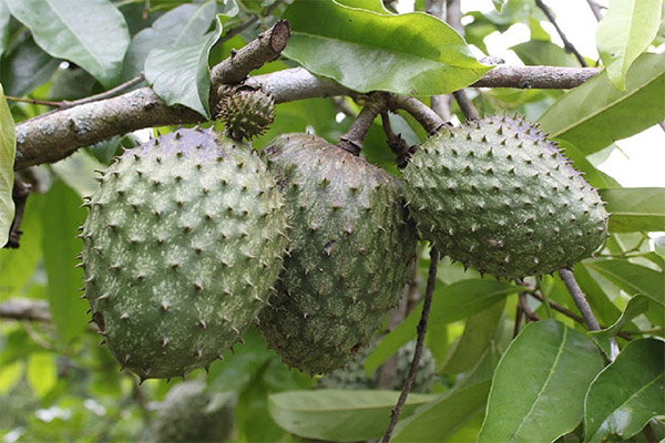 The healing properties of guanabana fruit
