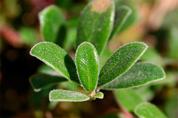 The healing properties of bearberry leaves