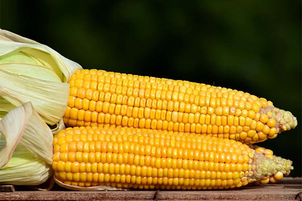 Je li moguće životinjama dati kukuruz