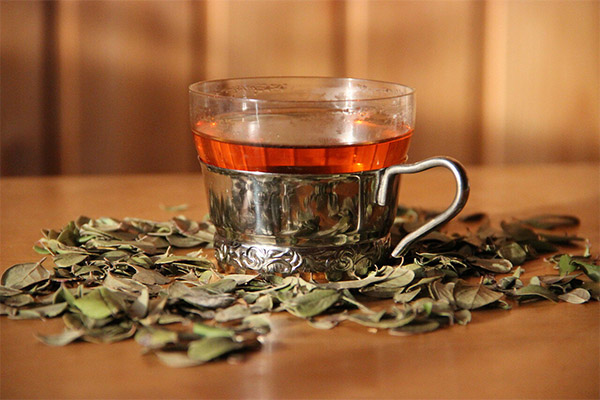 Výhody a poškození čaje z listů brusinky