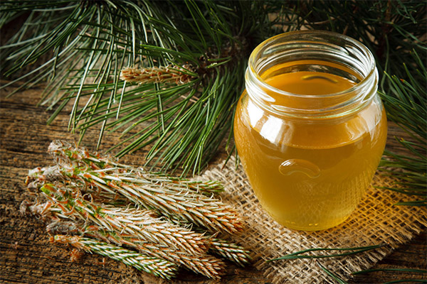 Výhody a poškození lesního medu