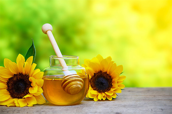 Fördelarna och skadorna på honung från solros