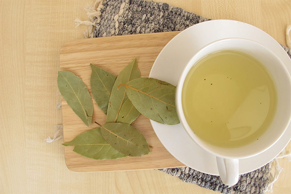 The benefits and harms of decoction of bay leaves