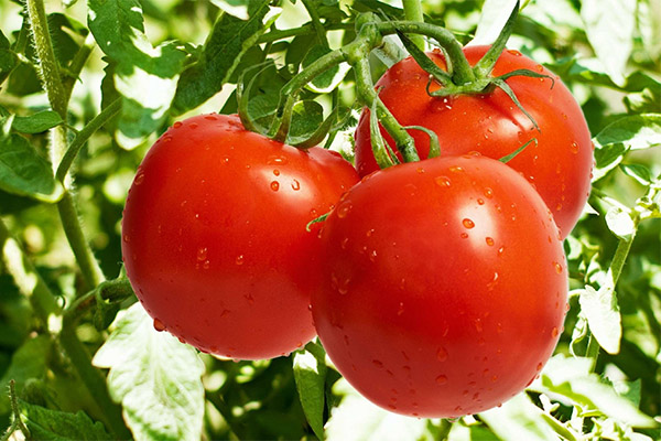Tomatoes in medicine