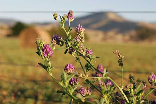 El uso de la alfalfa en la medicina popular.