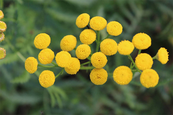 The use of tansy in cosmetology