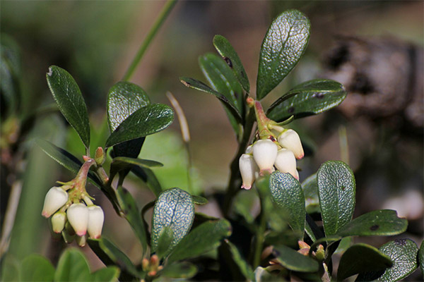 استخدام Bearberry في الطب الشعبي