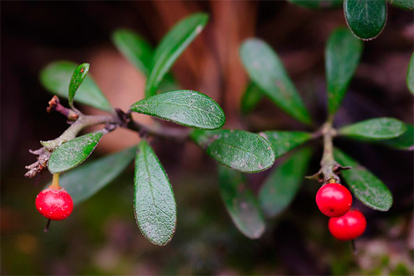 Contraindications bearberry