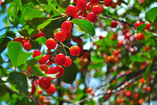 Recepty tradiční medicíny na bázi cherry