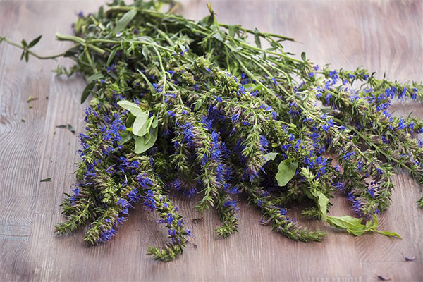 Hyssop herb in medicine