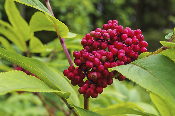 Hvad er nyttigt rød elderberry