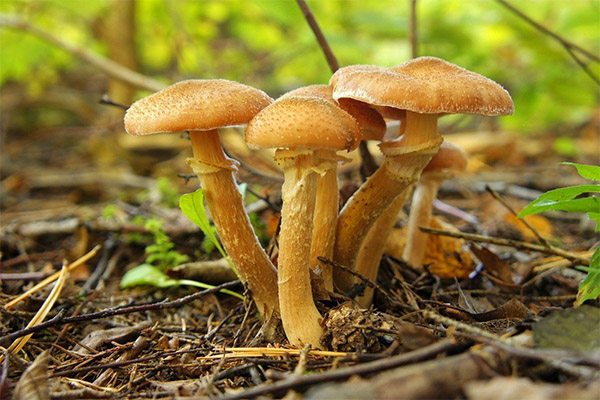 Proč jsou houby užitečné