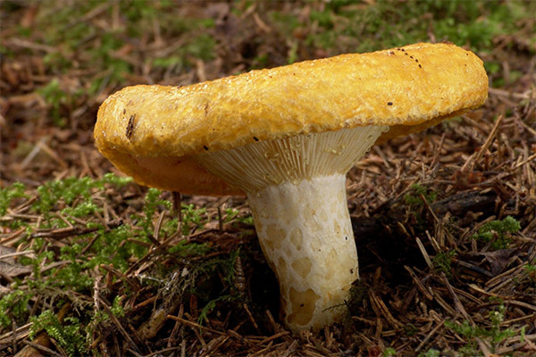 Co jsou užitečné pro houby