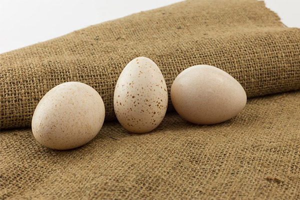 Jaké jsou výhody krůtových vajec