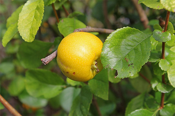 Apa daun quince yang berguna