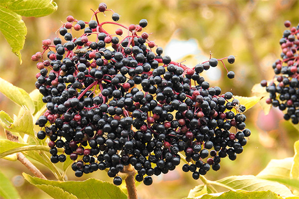 Interessante fakta om elderberry