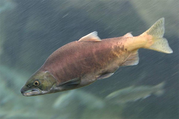 Zaujímavé fakty o ružovom lososa