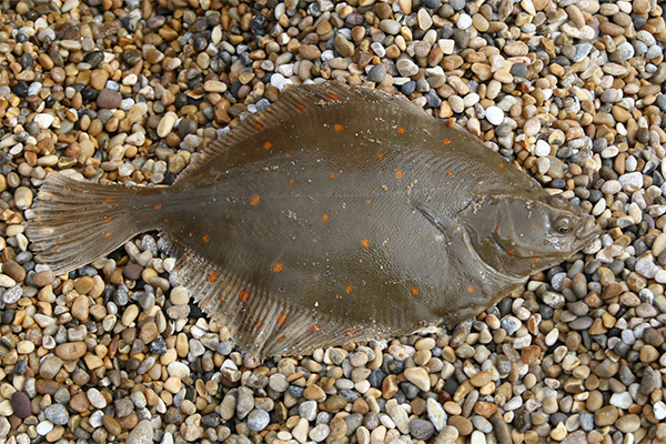 Interesting facts about flounder