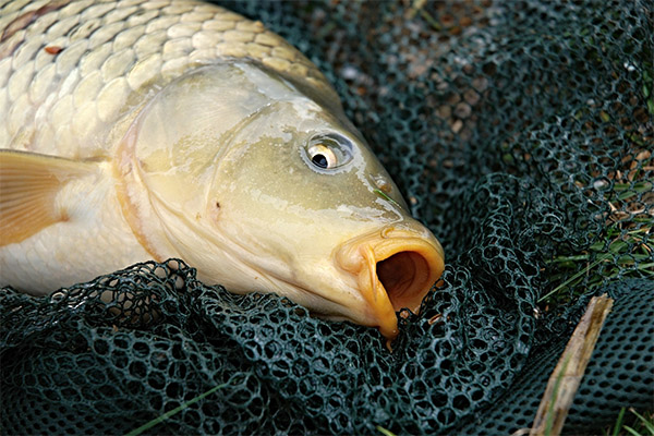 Interesting facts about carp