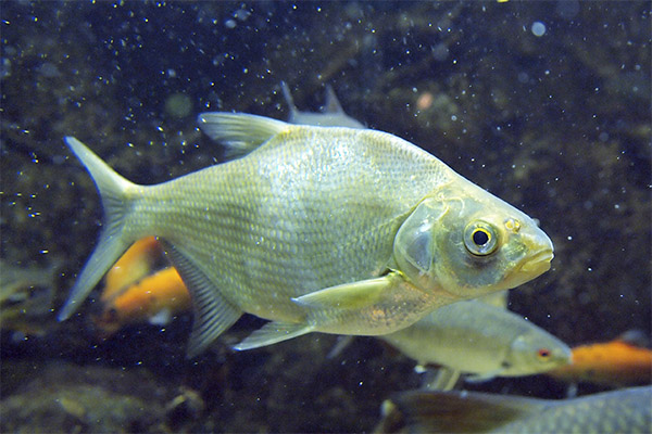 Interesting facts about the bream