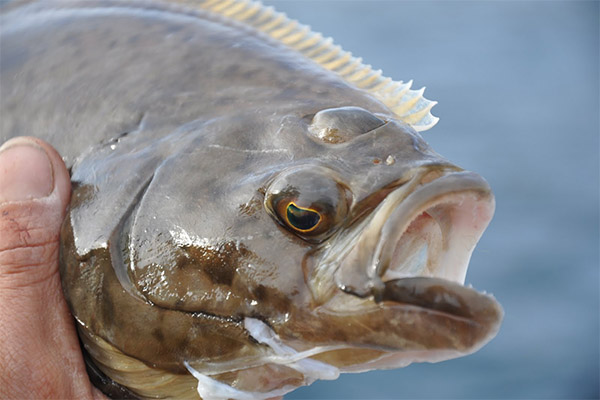 حقائق مثيرة للاهتمام حول سمك الهلبوت