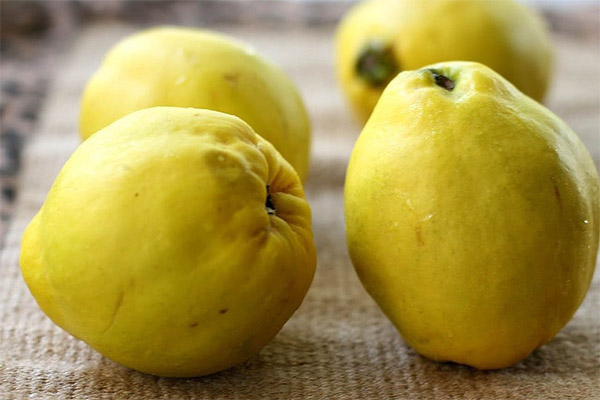 Fakta menarik mengenai quince
