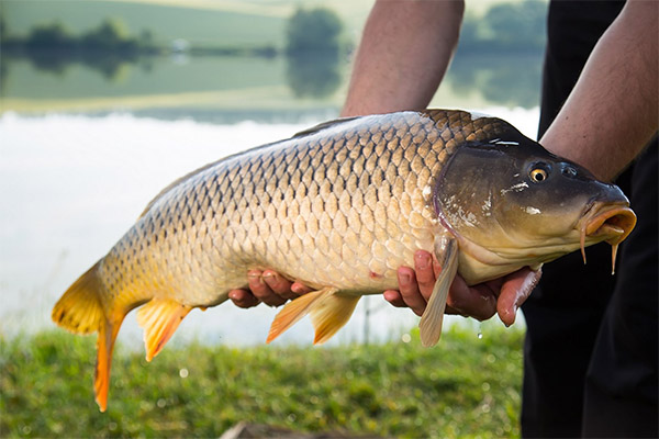 How to choose and store carp