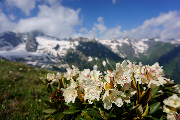 Kaukasisk rododendron i folkmedicin