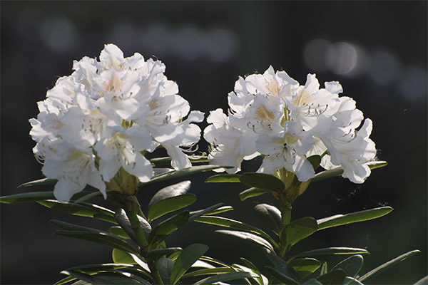 Kaukasisk Rhododendron