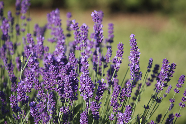 Lavender in folk medicine