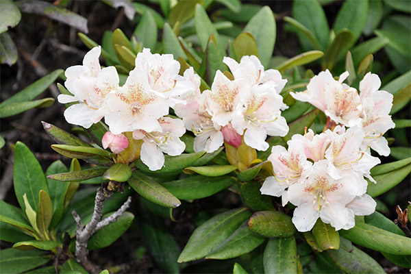 De kaukasiske rododendroners helbredende egenskaber
