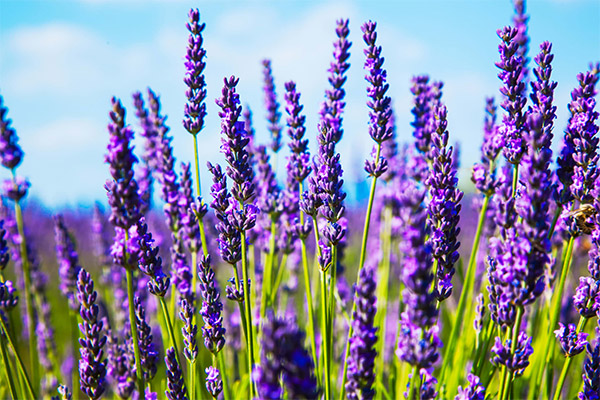 The healing properties of lavender