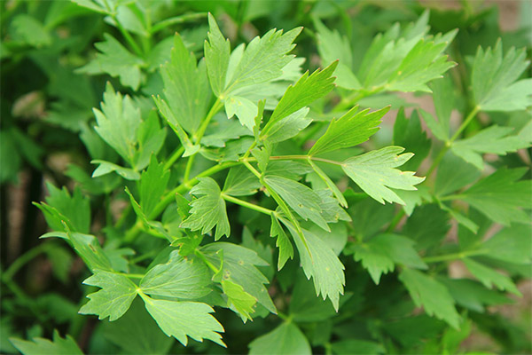 The healing properties of the lovage