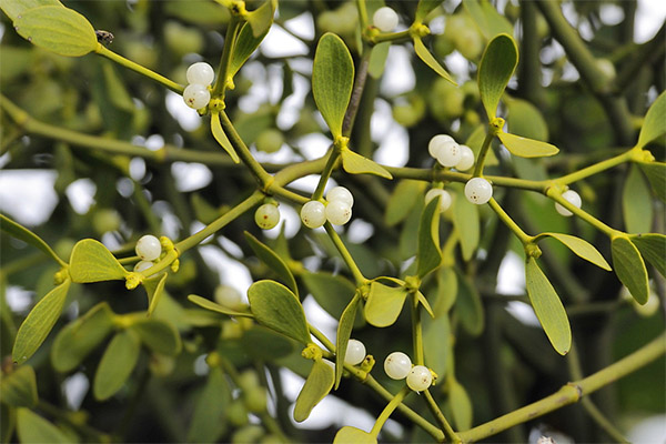 The healing properties of mistletoe white